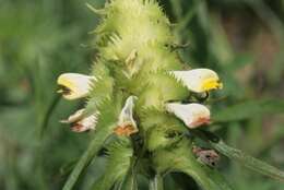 Image of Crested Cow-wheat