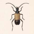 Image of Chontalia