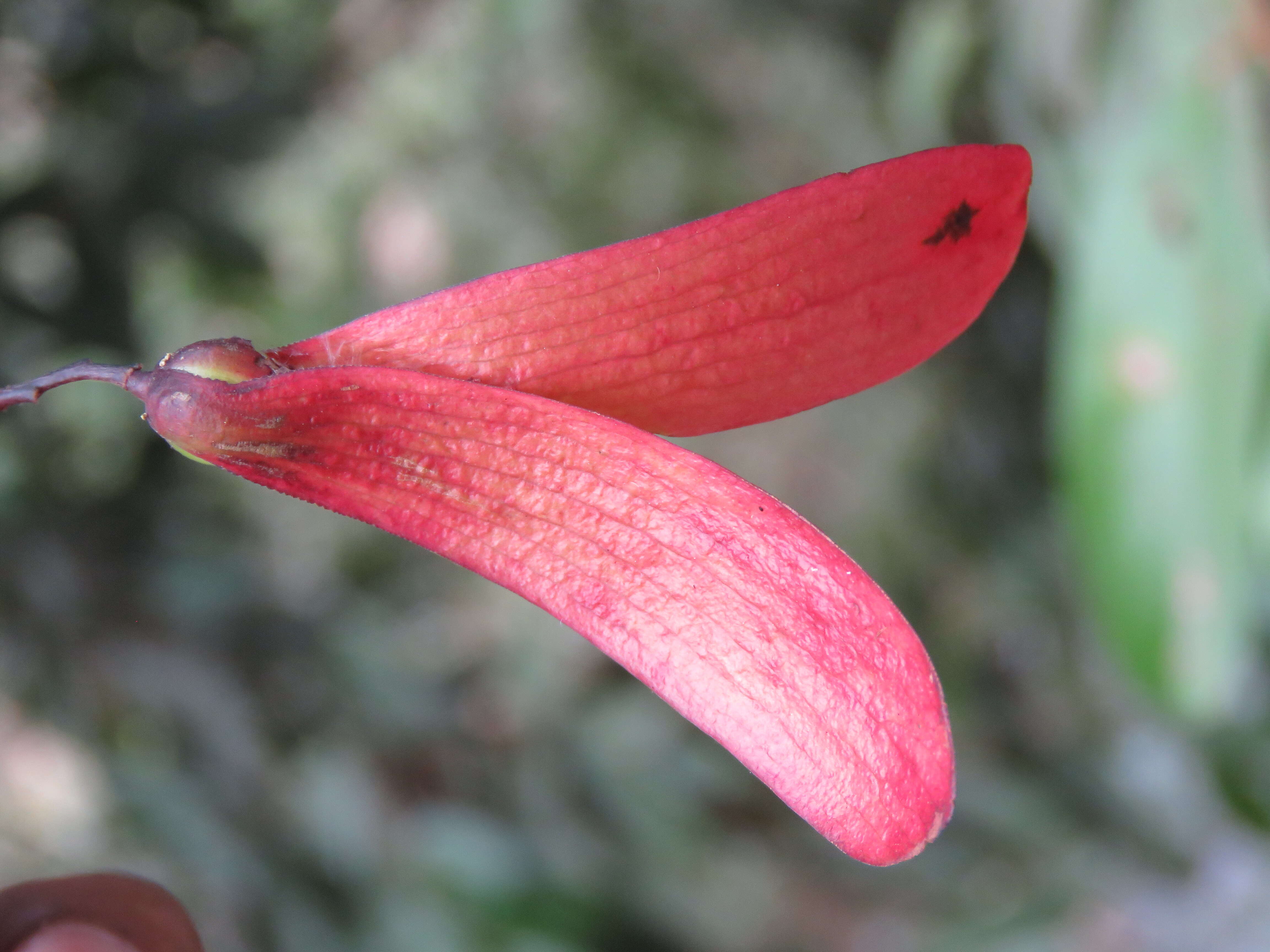 Image of Hopea ponga (Dennst.) D. J. Mabberley