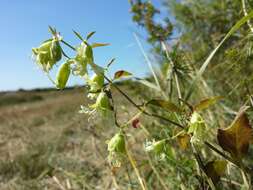 Слика од Silene baccifera (L.) Roth