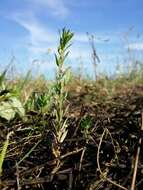 Image of Grass-poly