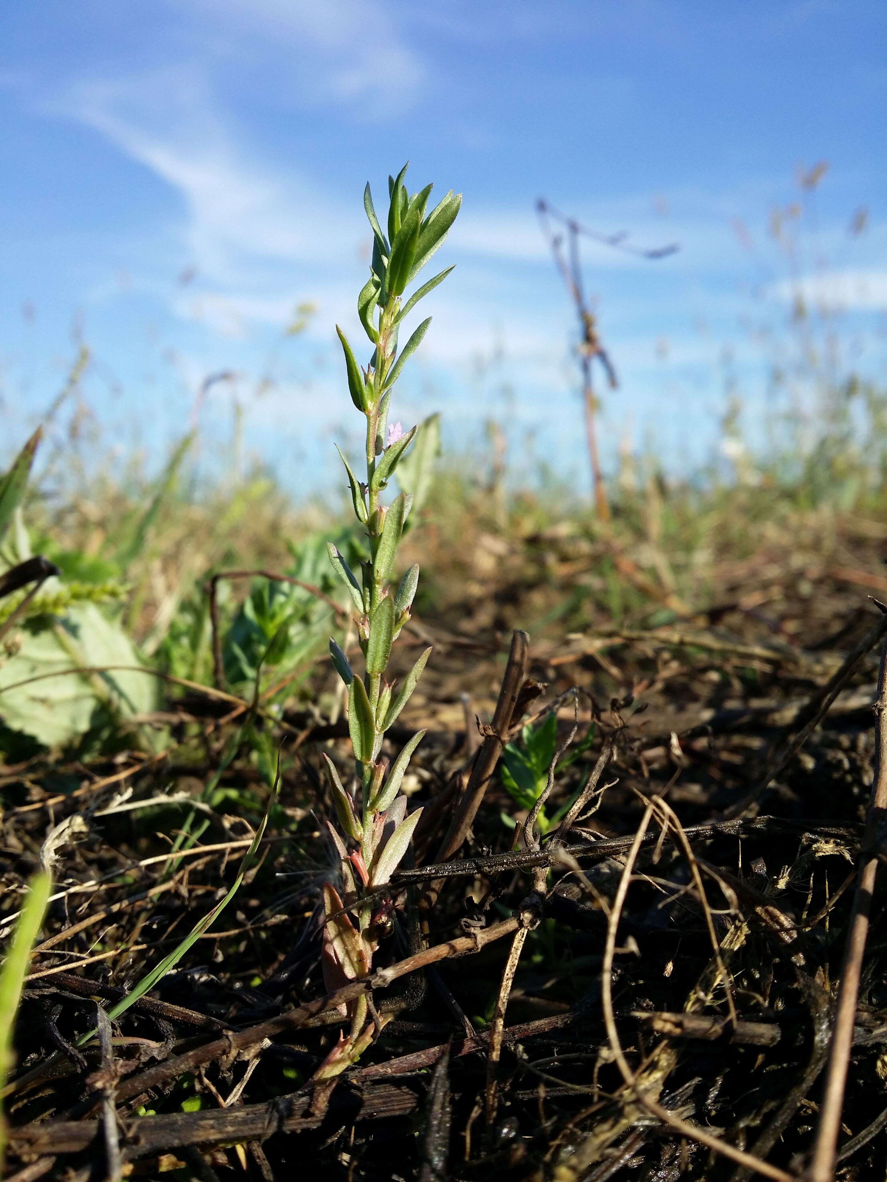 Plancia ëd Lythrum hyssopifolia L.