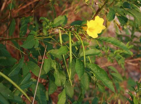 Image of Yellow bells