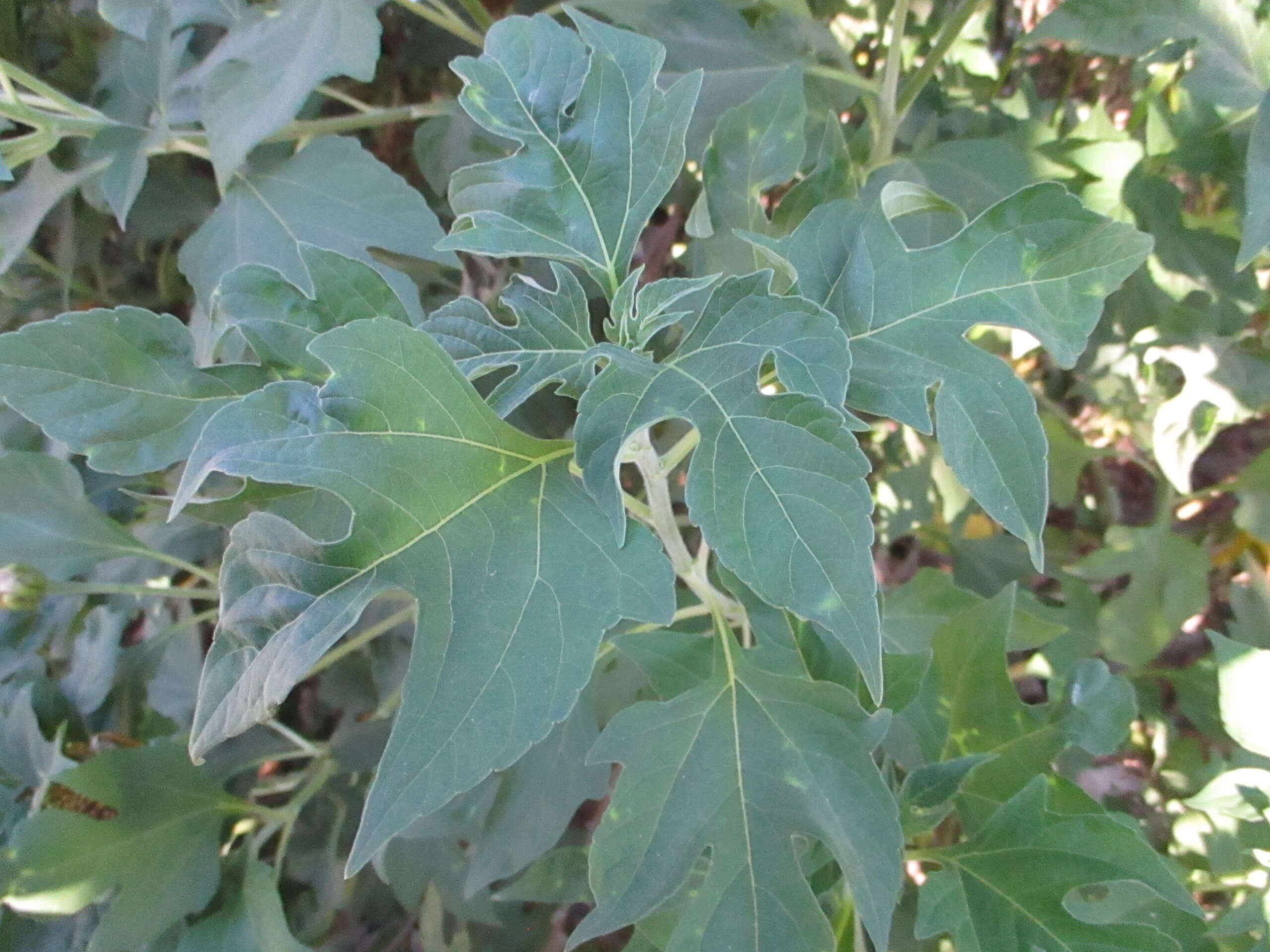 Image de Tournesol mexicain