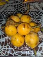 Image of loquat