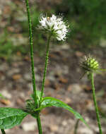 Image of small teasel