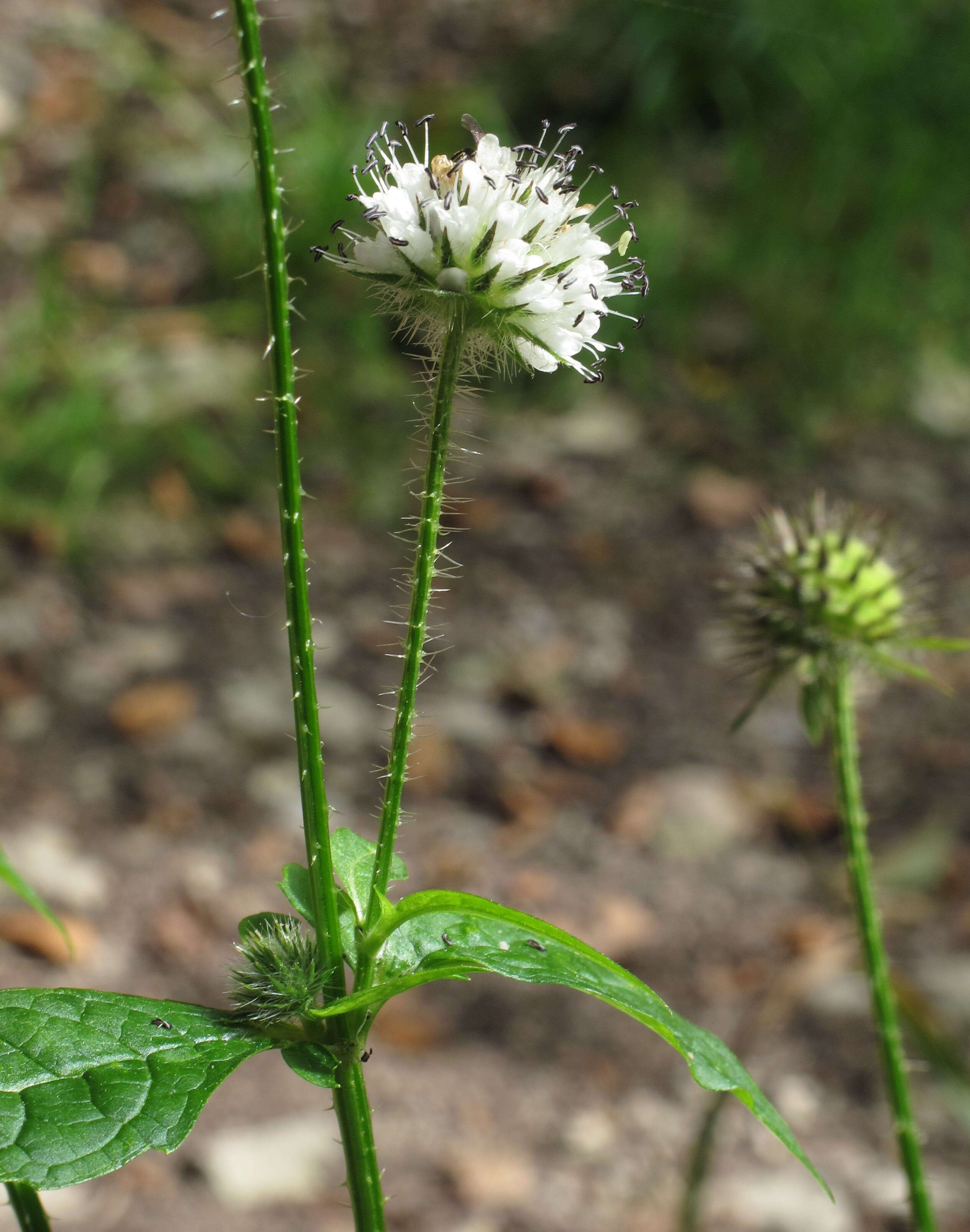 Image of small teasel