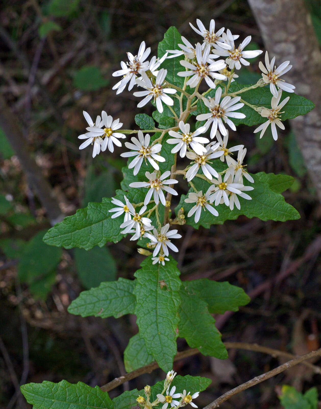 Image of Olearia rugosa (Archer) Hutch.