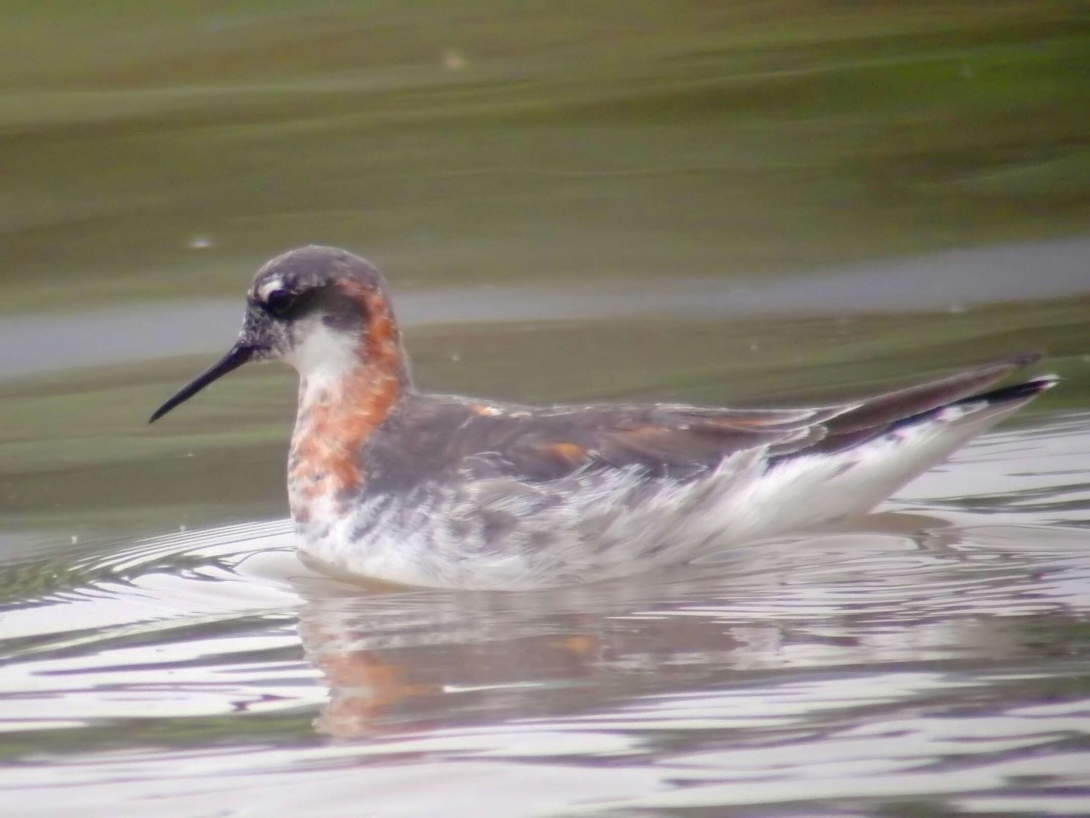 Image of Red-necked Phalarope