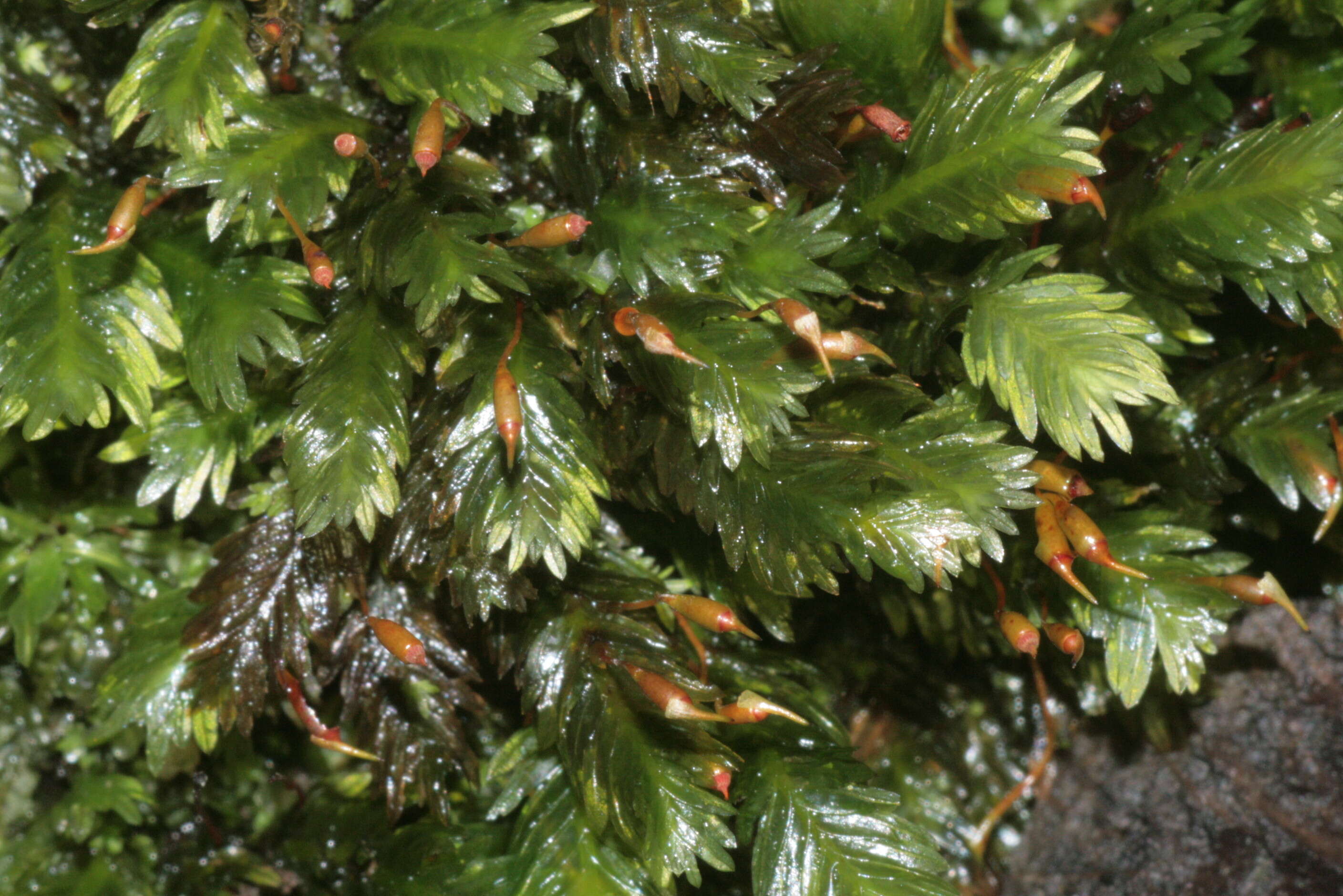 Image of fissidens moss