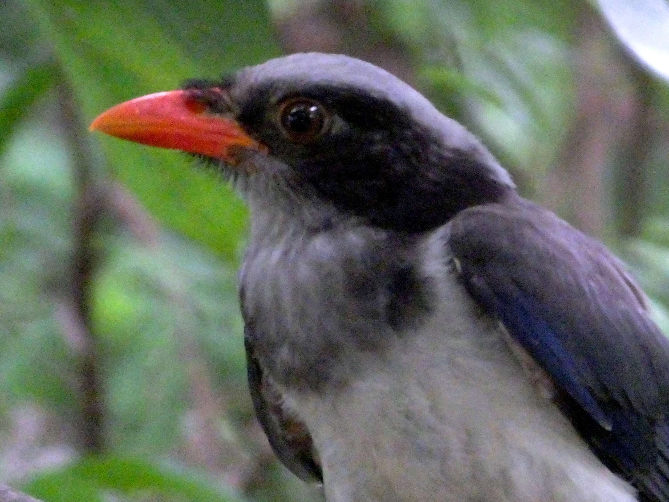 Image of Blue Magpie