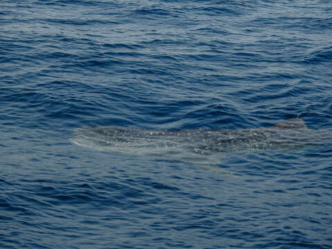 Image of Rhincodon