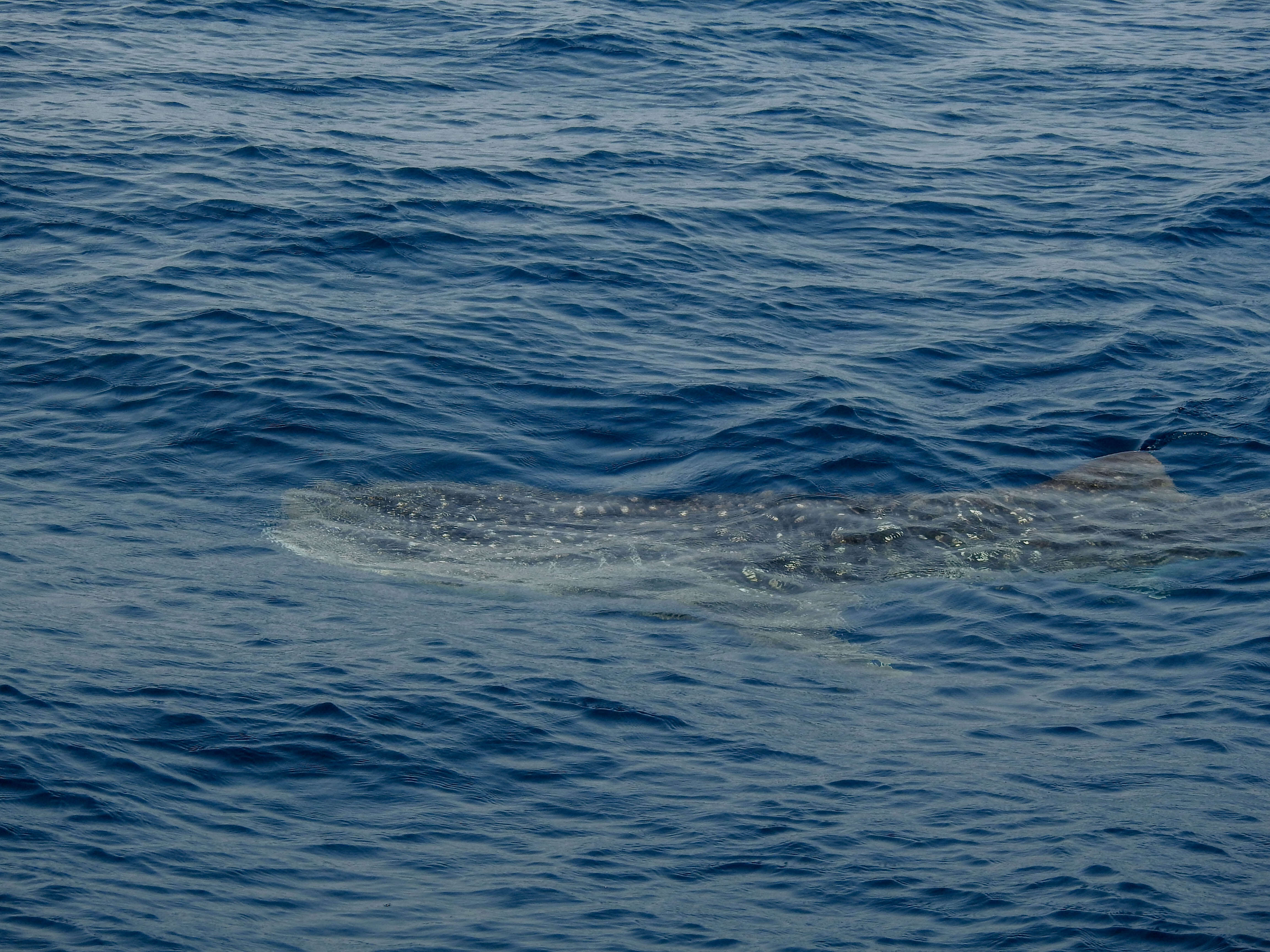 Image of whale sharks