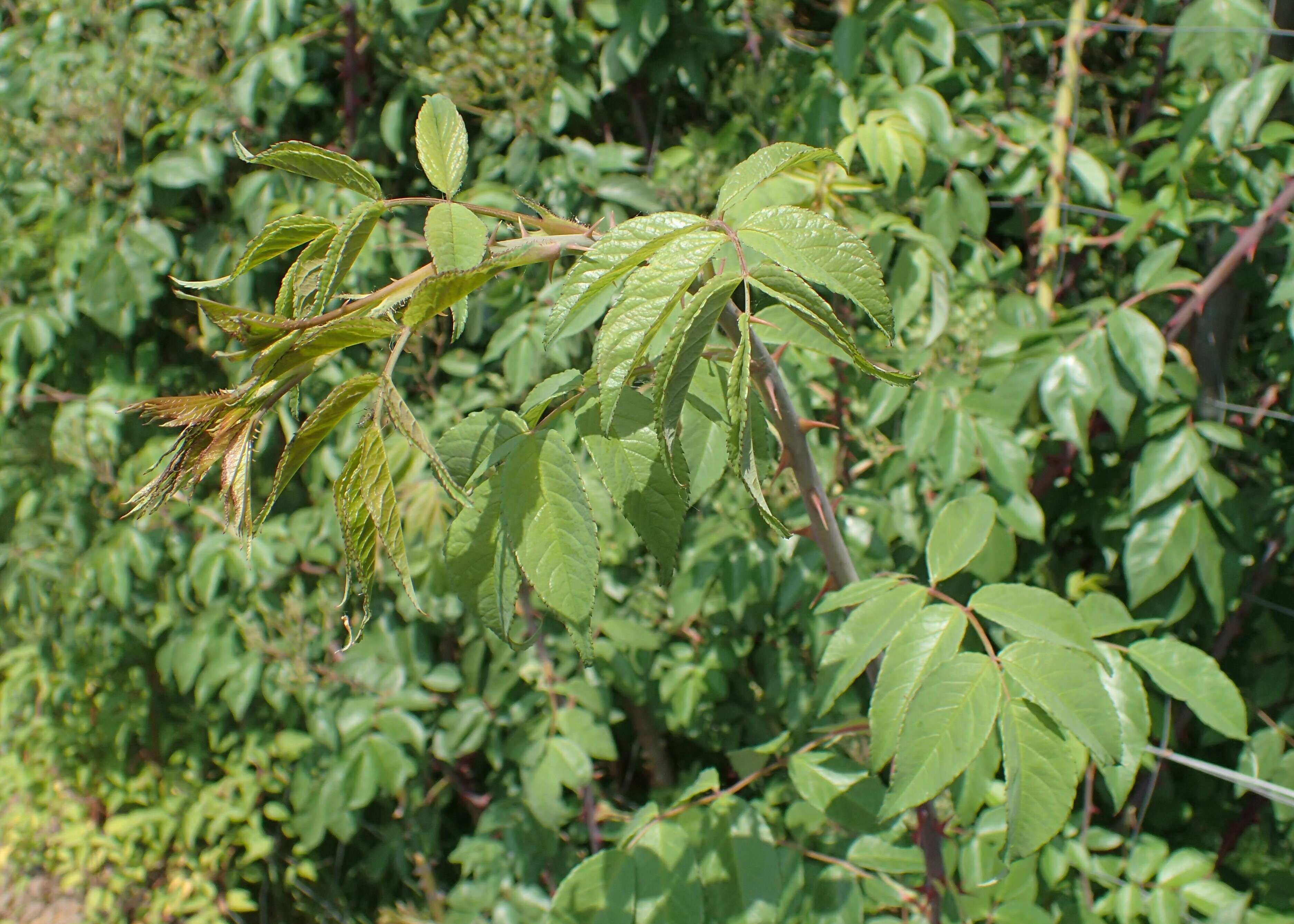 Image of climbing rose