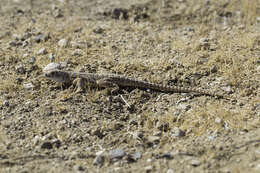 Image of Bluntnose Leopard Lizard