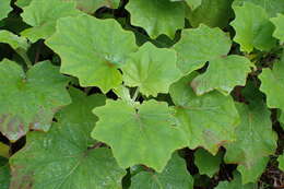 Image of velvet groundsel