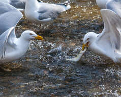 Image of American Herring Gull