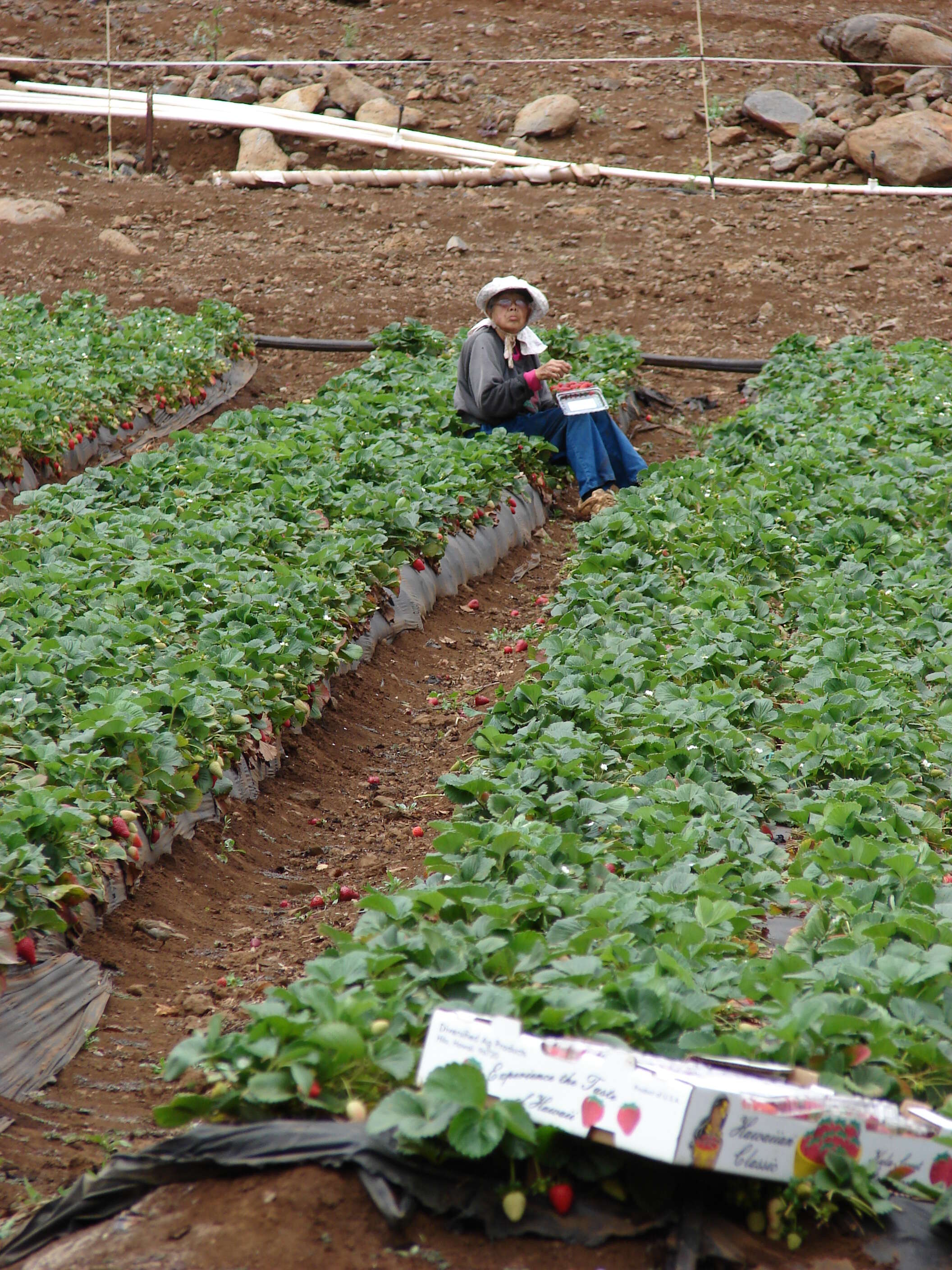 Image of Garden strawberry