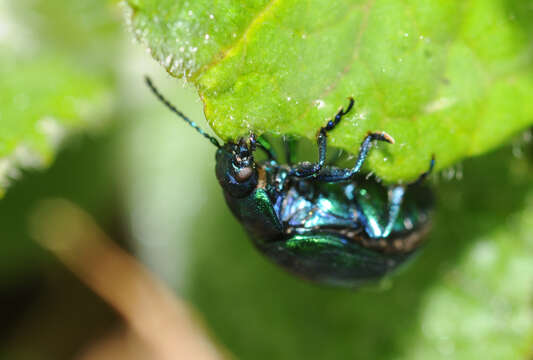 Image of Chrysolina coerulans