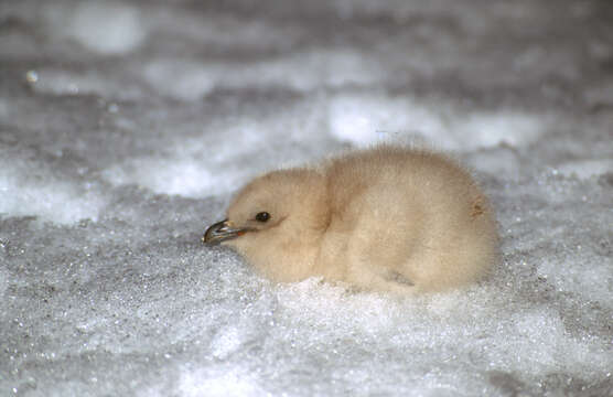 Image of South Polar Skua