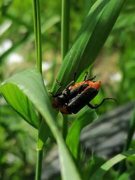 Imagem de Cantharis fusca