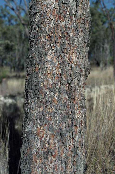 Image of Corymbia umbonata (D. J. Carr & S. G. M. Carr) K. D. Hill & L. A. S. Johnson