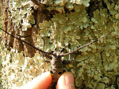 Image of Long-horned beetle