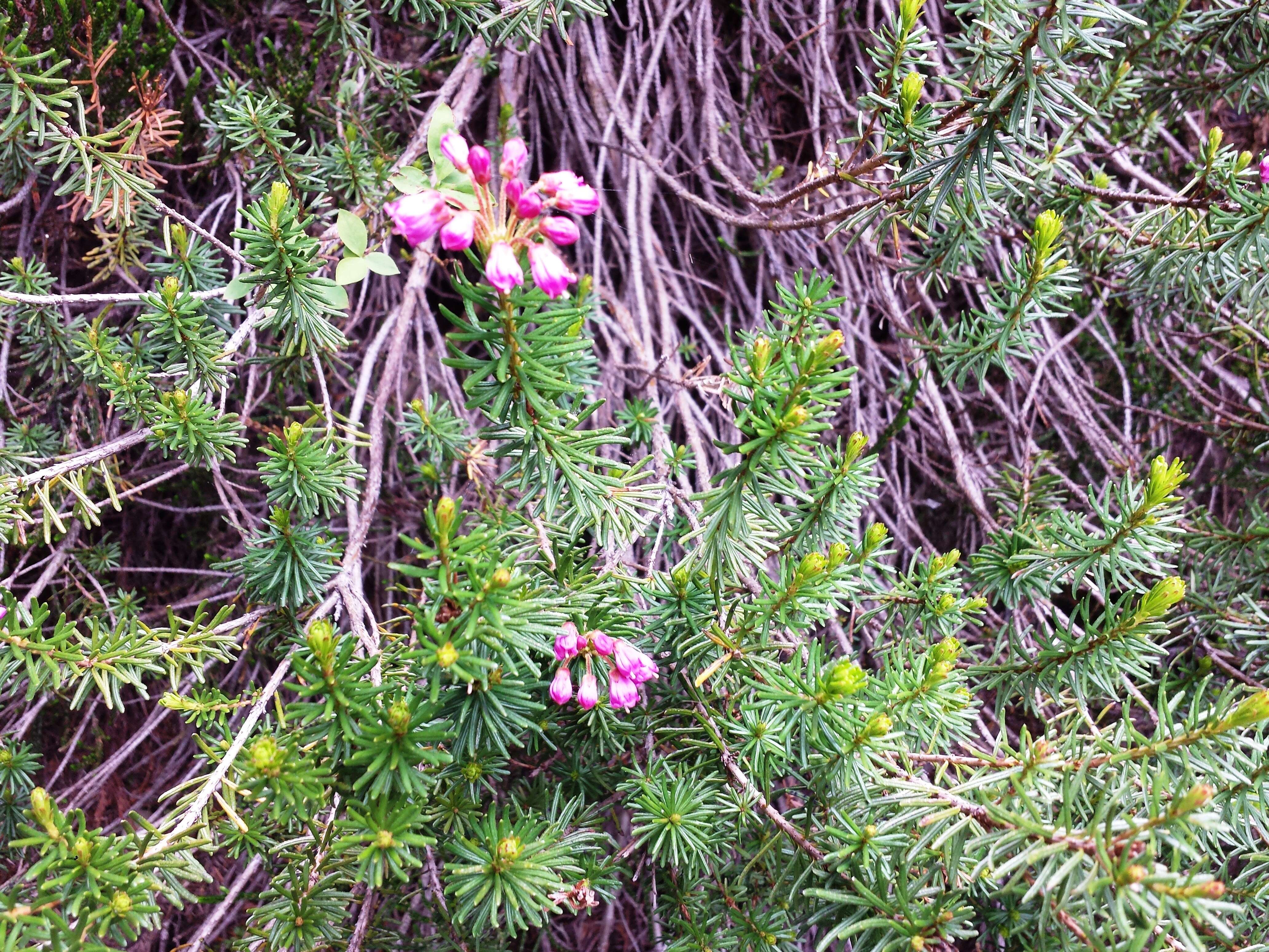 Image of pink mountainheath