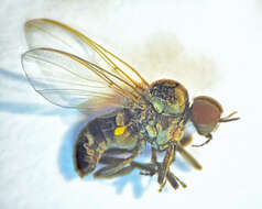 Image of black flies