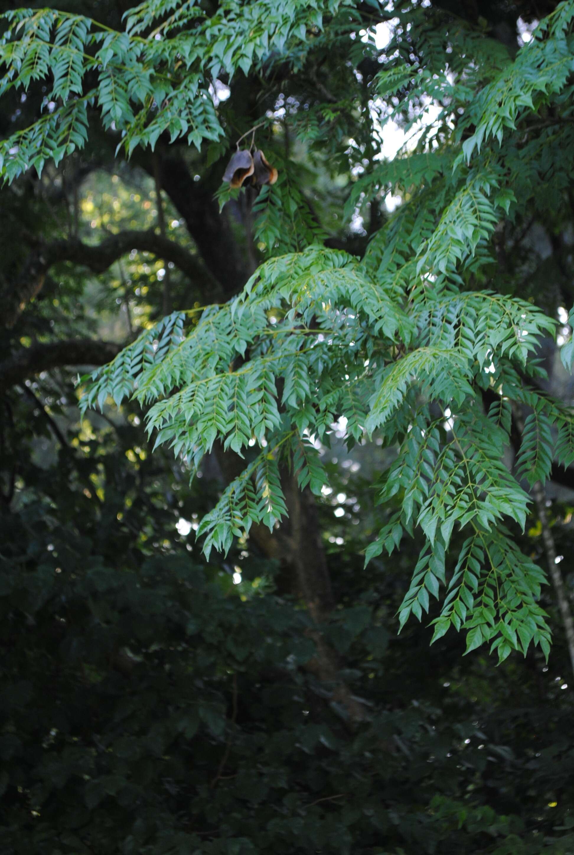 Image of Jacaranda micrantha Cham.