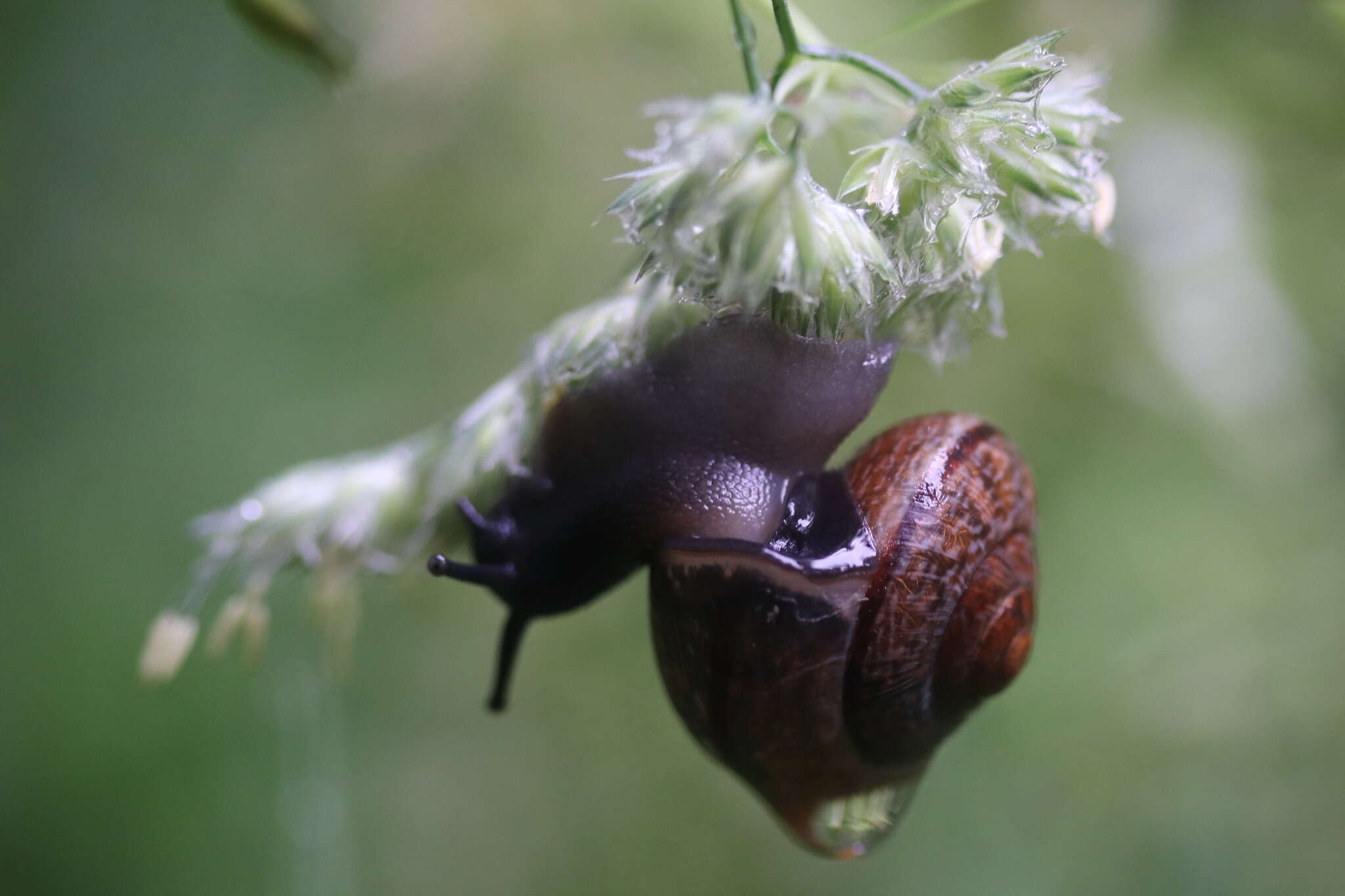 Image of Copse Snail