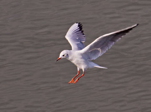 Image of Black-headed Gull