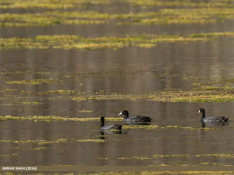 Image of Common Coot