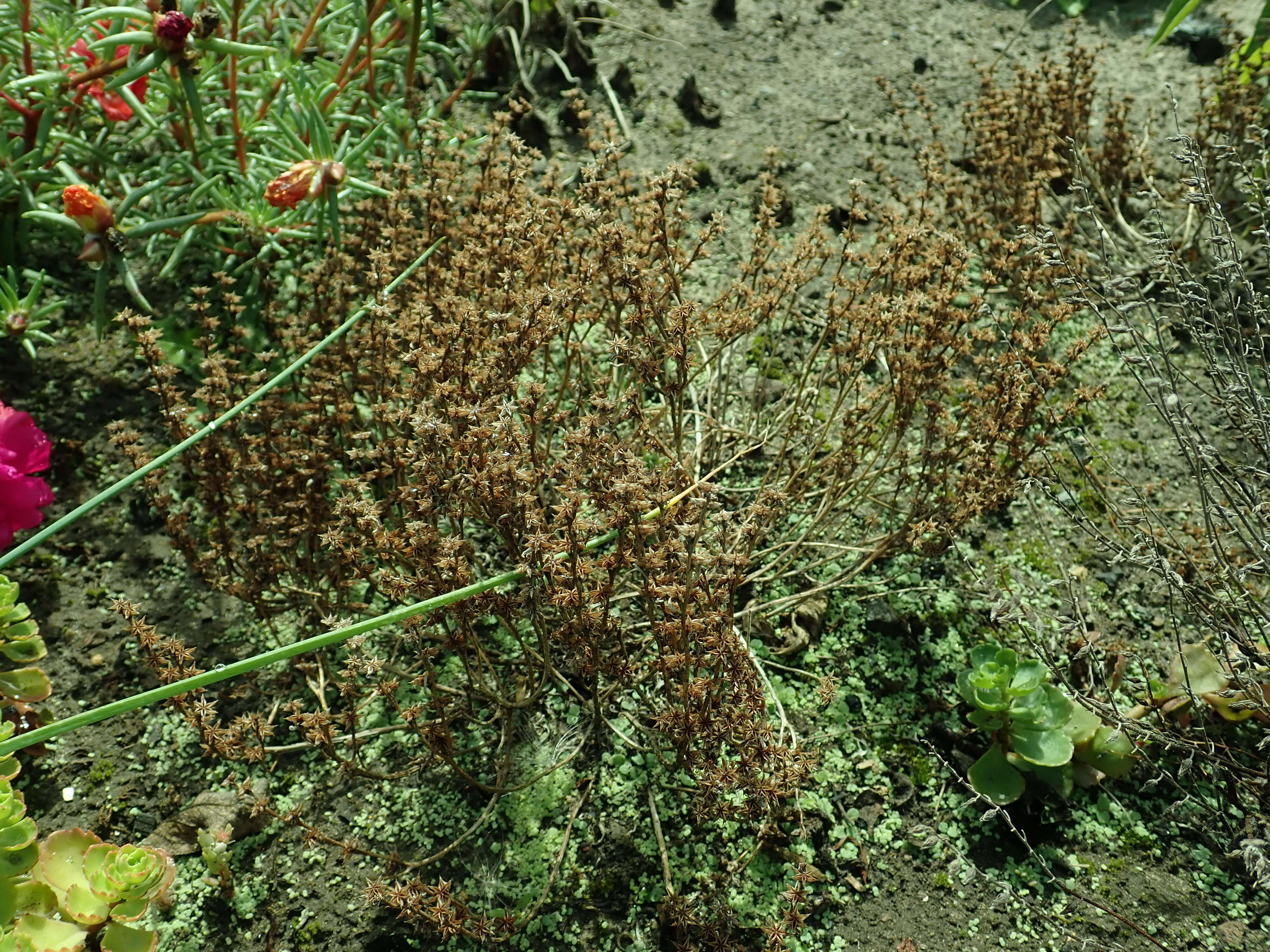 Sedum hispanicum L. resmi