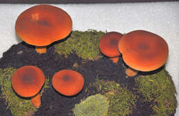 Image of Tawny Milkcap