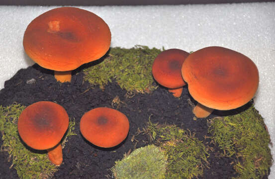 Image of Tawny Milkcap