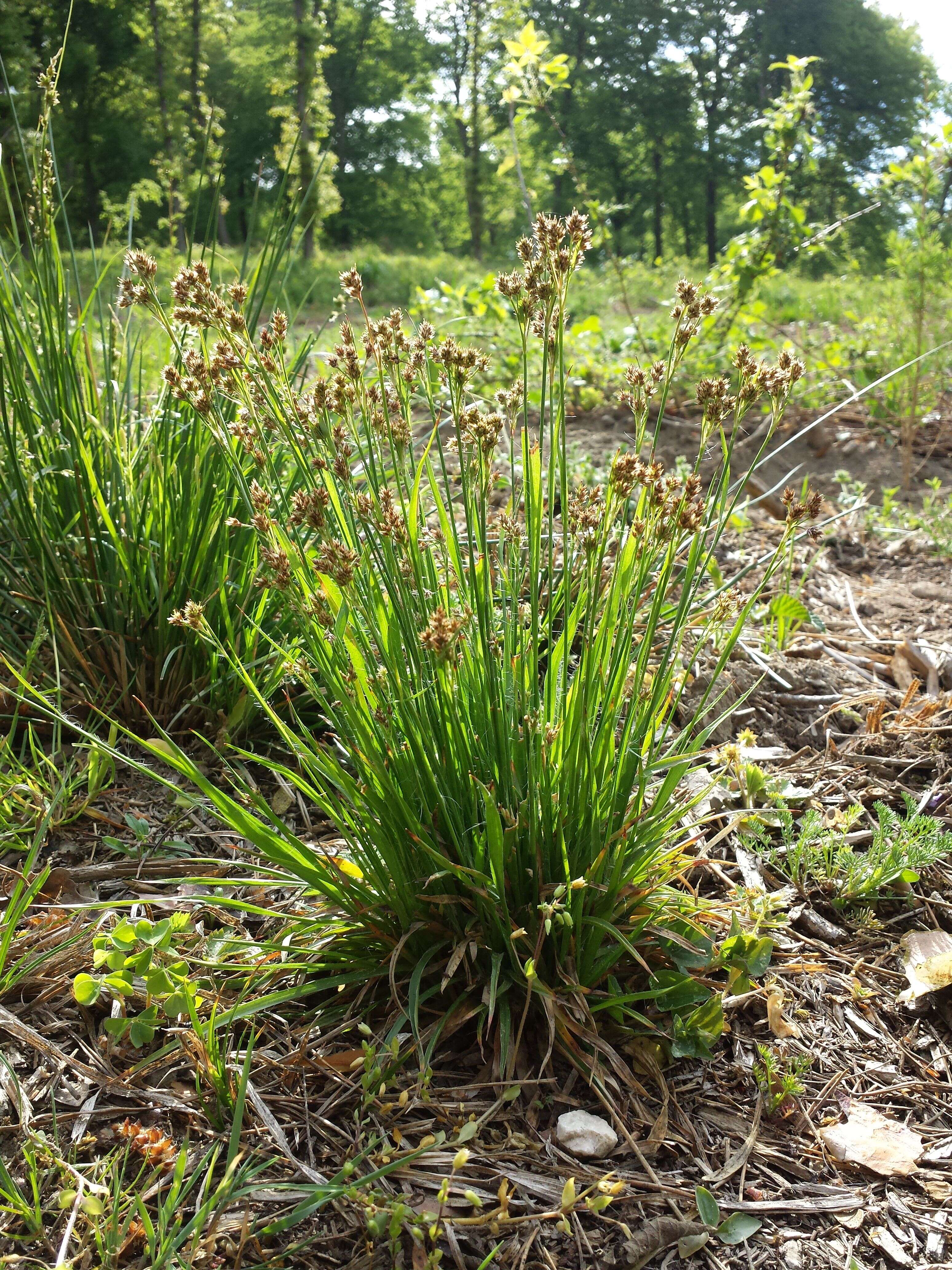 Image of common woodrush