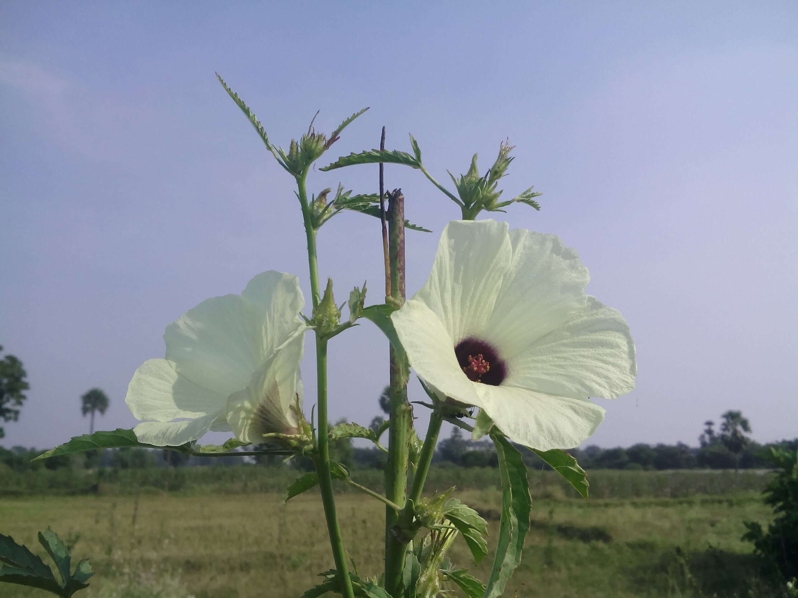 Image of okra