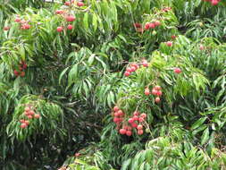 Image of lychee