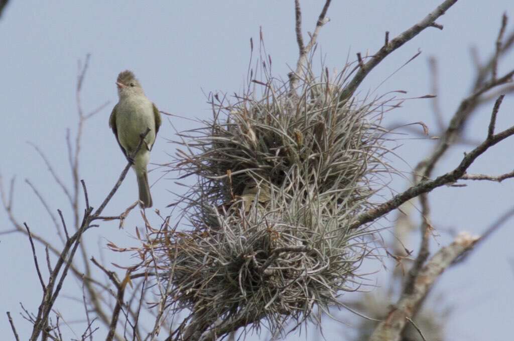 Image of Northern Beardless Tyrannulet