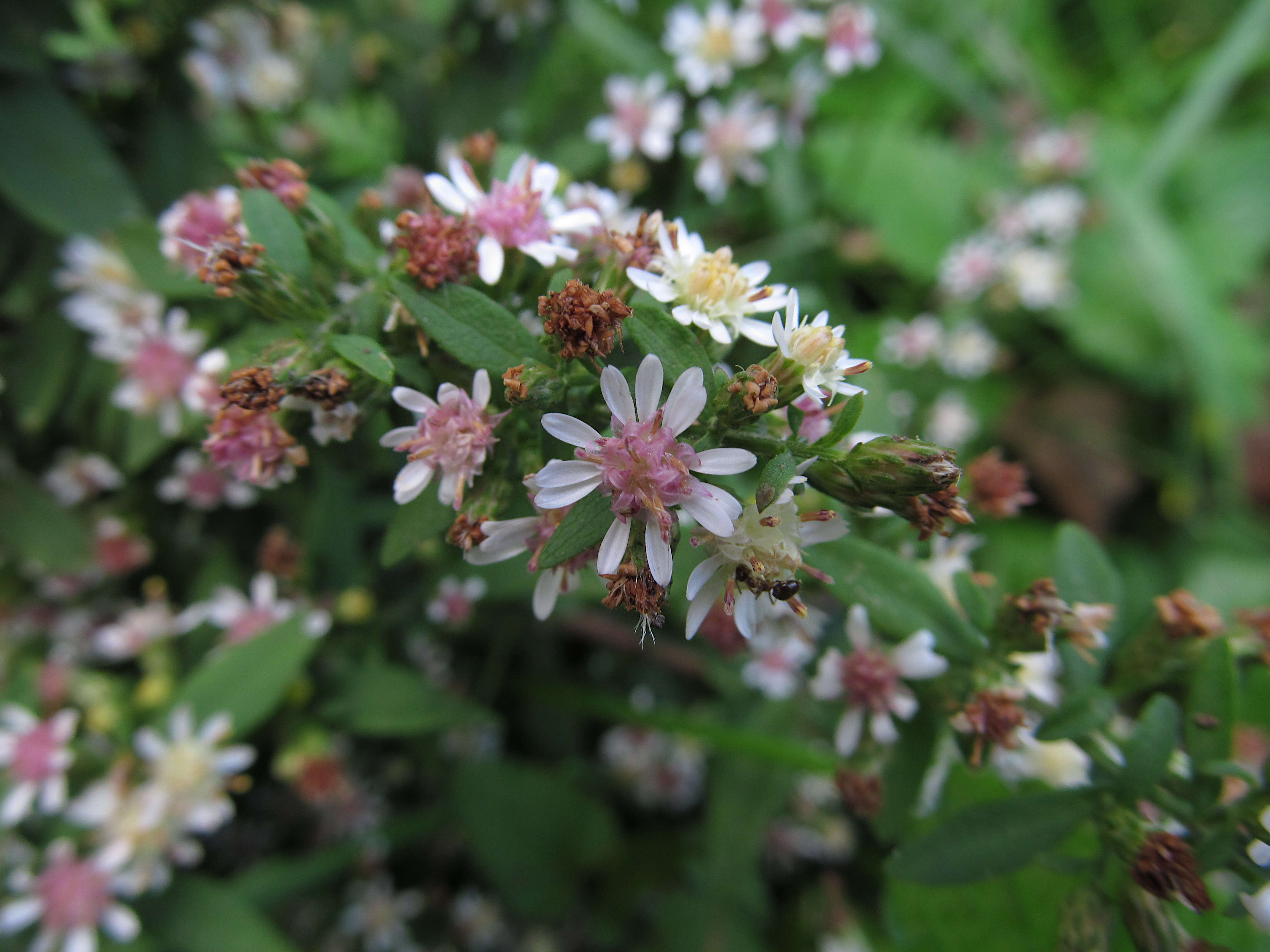 Image of calico aster