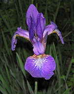 Image of Virginia iris