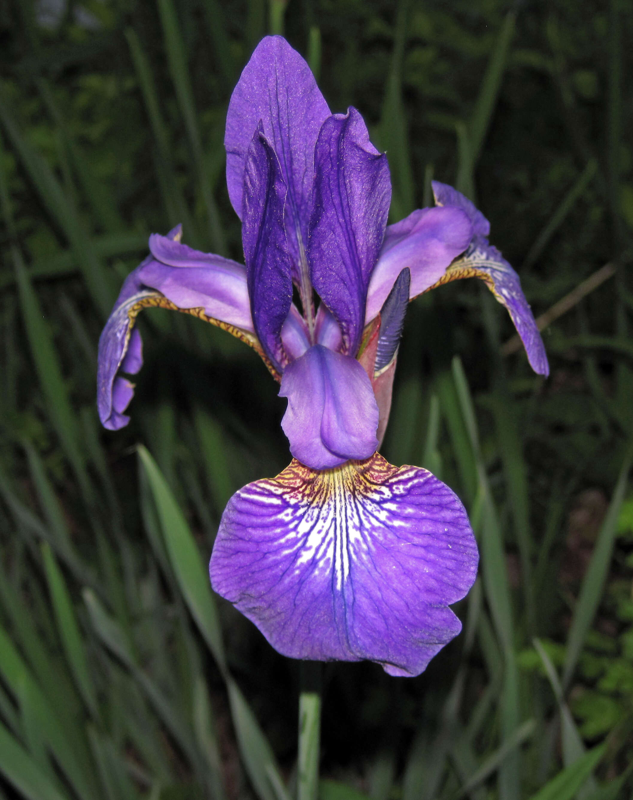 Image of Virginia iris