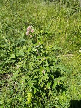 Image of hemp agrimony