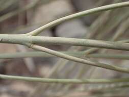 Imagem de Moringa peregrina (Forsk.) Fiori