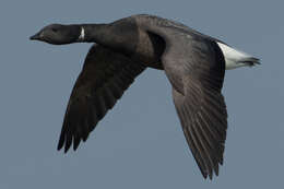 Image of Brant Goose