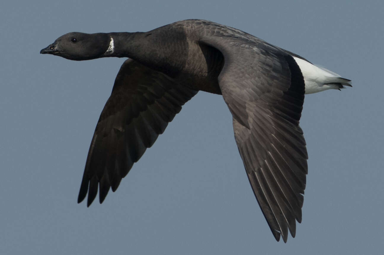 Image of Brant Goose