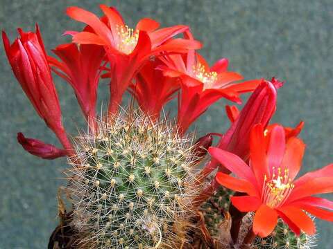 Imagem de Rebutia pulvinosa F. Ritter & Buining