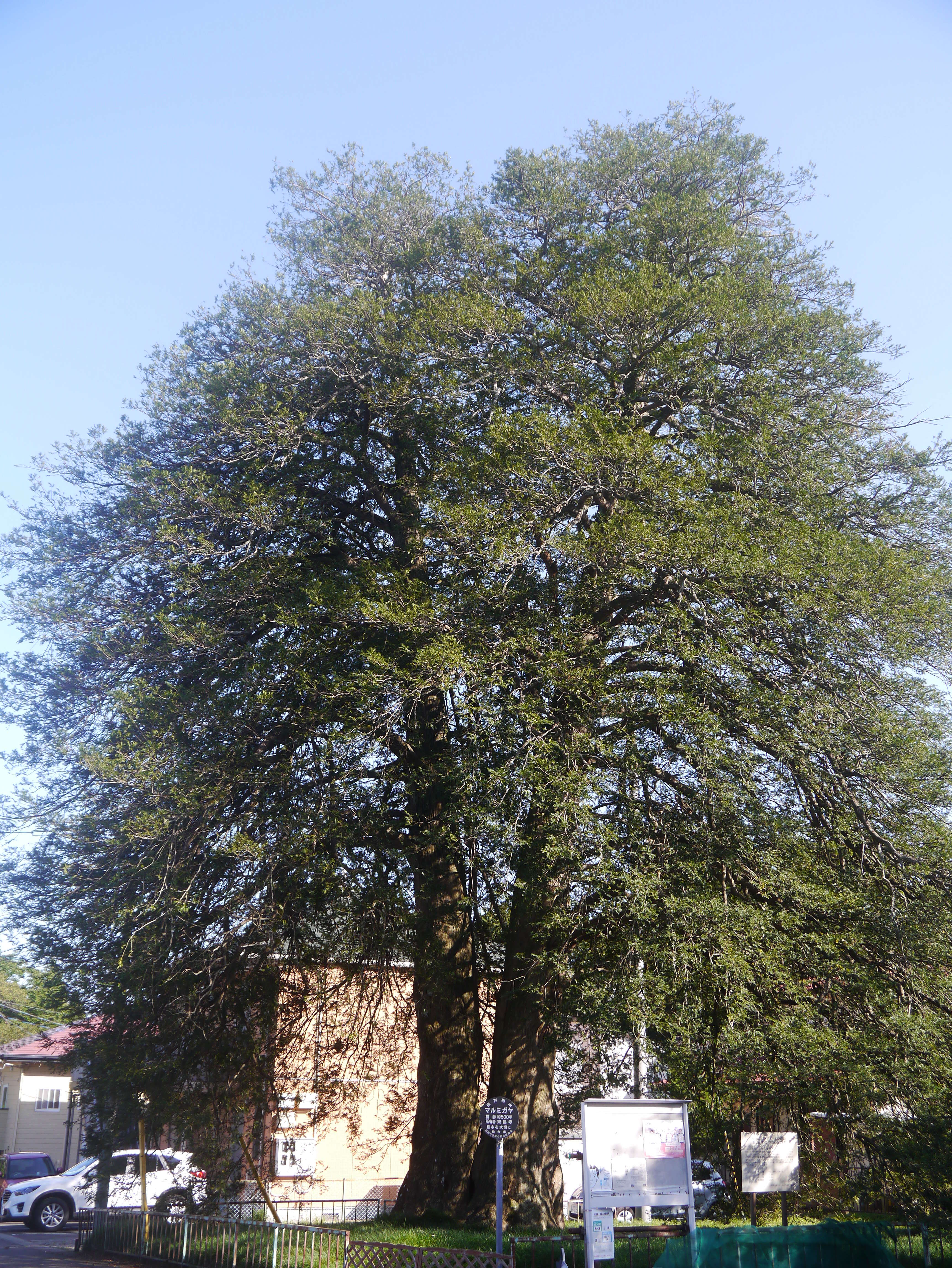 Image of Japanese Nutmeg Tree