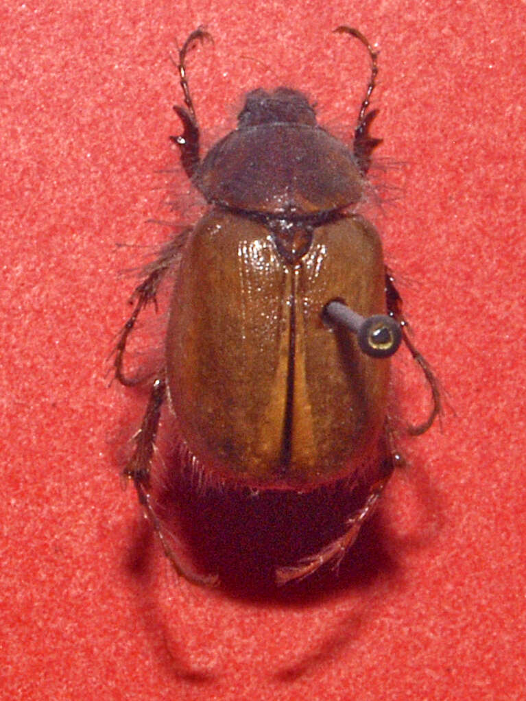 Image of Elaphocera